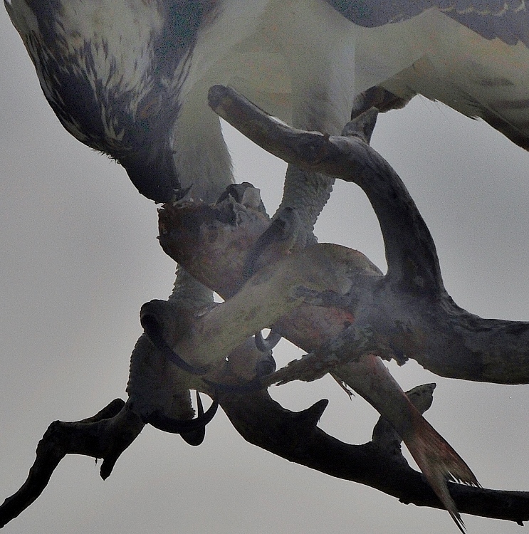 osprey in tree eating fish